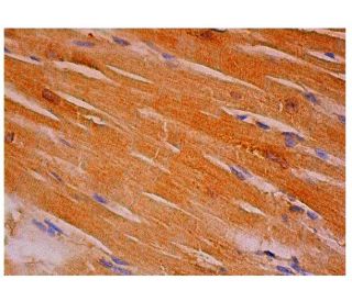 RIC-3 Antibody (G-8) - Immunohistochemistry - Image 313935 
