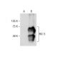 RIC-3 Antibody (G-8) - Western Blotting - Image 284435