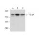 RIC-8A Antibody (C-3) - Western Blotting - Image 312015 