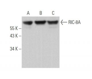 RIC-8A Antibody (C-3) - Western Blotting - Image 371298 
