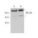 RIC-8A Antibody (C-3) - Western Blotting - Image 371294