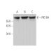 RIC-8A Antibody (C-3) - Western Blotting - Image 371298 