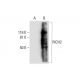 RICH2 Antibody (A-7) - Western Blotting - Image 288982