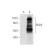 RICH2 Antibody (A-7) - Western Blotting - Image 296886 