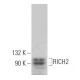 RICH2 Antibody (A-7) - Western Blotting - Image 371112 