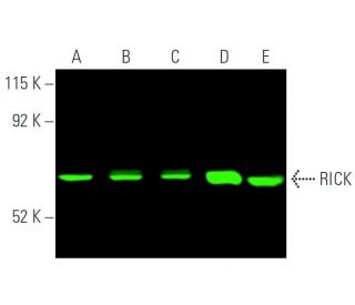 RICK Antibody (25) - Western Blotting - Image 398367