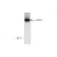 Rictor Antibody (1G11) - Western Blotting - Image 57794