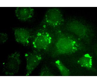 immunofluorescence image from recommended Rictor (H-11) monoclonal antibody replacement. Image 370933