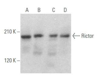 Rictor Antibody (H-11) - Western Blotting - Image 354110
