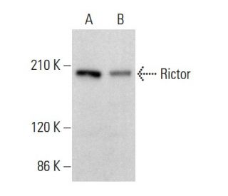 Rictor Antibody (H-11) - Western Blotting - Image 382199
