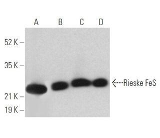 Rieske FeS Antibody (A-5) - Western Blotting - Image 362443 