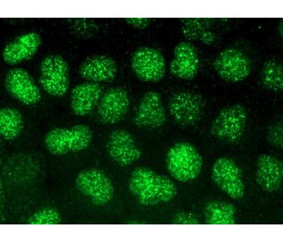 Rif1 Antibody (B-3) - Immunofluorescence - Image 374049 