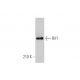 Rif1 Antibody (B-3) - Western Blotting - Image 351708 