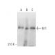 Rif1 Antibody (B-3) - Western Blotting - Image 374403