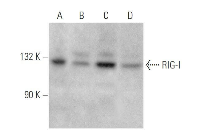 RIG-I Antibody (D-12) | SCBT - Santa Cruz Biotechnology