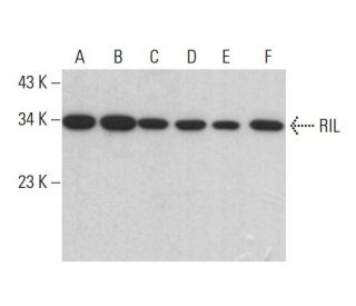 RIL Antibody (D-8) - Western Blotting - Image 383956 