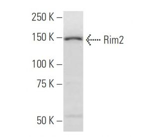Rim2 Antibody (63-M7) - Western Blotting - Image 34214