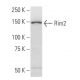 Rim2 Antibody (63-M7) - Western Blotting - Image 34214