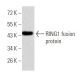 RING1 Antibody (8C12F4) - Western Blotting - Image 358297