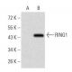 RING1 Antibody (8C12F4) - Western Blotting - Image 358298 