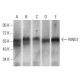western blotting image from recommended RING1 (8C12F4) monoclonal antibody replacement. Image 358296