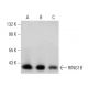 RING1B Antibody (N-32) - Western Blotting - Image 384076 