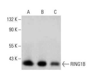 RING1B Antibody (N-32) - Western Blotting - Image 384076Each CRISPR/Cas9 Knockout (KO) Plasmid product consists of a pool of 3 plasmids designed to ensure identification and cleavage of a specific gene for maximum knockout efficiency. Each plasmid encodes a unique 20 nt sequence derived from the GeCKO (v2) library.
