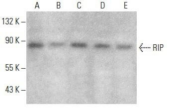 RIP Antibody (C-12) | SCBT - Santa Cruz Biotechnology