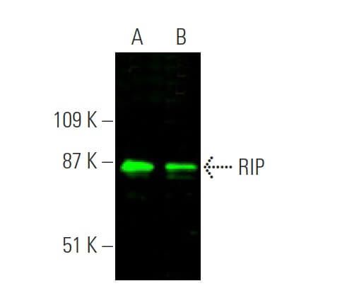 RIP Antibody (C-12) | SCBT - Santa Cruz Biotechnology