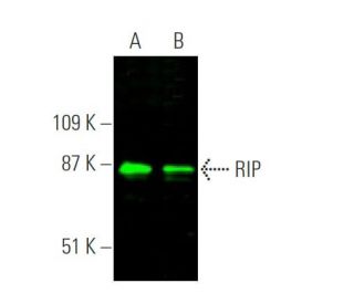 western blotting image from recommended RIP (C-12) monoclonal antibody replacement. Image 375343