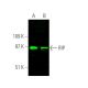 western blotting image from recommended RIP (C-12) monoclonal antibody replacement. Image 375343