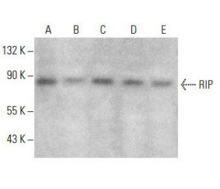RIP Antibody (C-12) - Western Blotting - Image 354025