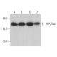 western blotting image from recommended RIP/Rab (H-2) monoclonal antibody replacement. Image 376956
