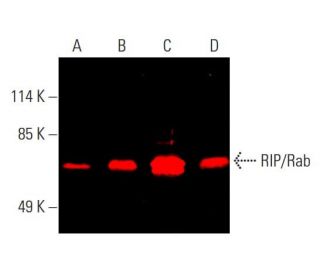RIP/Rab Antibody (H-2) | SCBT - Santa Cruz Biotechnology