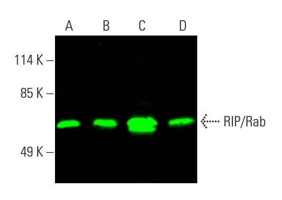 RIP/Rab Antibody (H-2) | SCBT - Santa Cruz Biotechnology