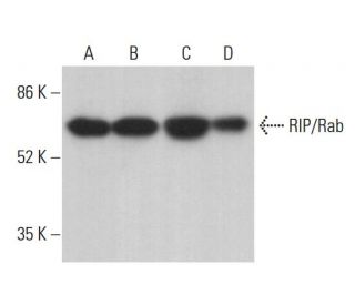 RIP/Rab Antibody (H-2) - Western Blotting - Image 376956