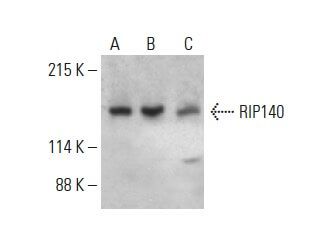 RIP140 Antibody (F-2) | SCBT - Santa Cruz Biotechnology