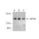 western blotting image from recommended RIP140 (F-2) monoclonal antibody replacement. Image 393519