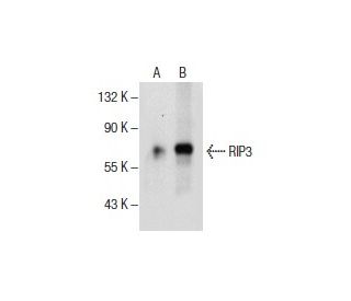 Шампунь Iv San Bernard Vanesia Line White Coat VSHMAN0300, 0.3 л - Ksenukai. lv