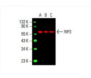 RIP3 Antibody (B-2) - Western Blotting - Image 394830 