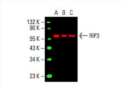 RIP3抗体 (B-2) | SCBT - Santa Cruz Biotechnology