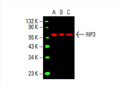 Anti-RIP3 Antibody (B-2) | SCBT - Santa Cruz Biotechnology