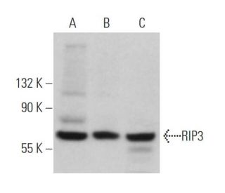 RIP3 Antibody (B-2) - Western Blotting - Image 361607