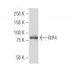 RIP4 Antibody (387.1) - Western Blotting - Image 33801 
