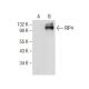 RIP4 Antibody (E-7) - Western Blotting - Image 283871
