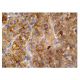 RKIP Antibody (D-5) - Immunohistochemistry - Image 260801