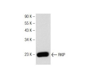 RKIP Antibody (D-5) - Western Blotting - Image 146513 