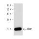 RKIP Antibody (D-5) - Western Blotting - Image 146513 