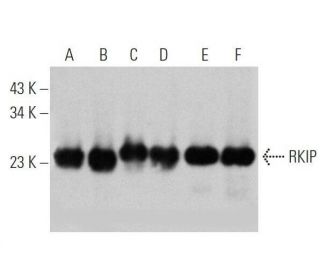 western blotting image from recommended RKIP (H-10) monoclonal antibody replacement. Image 356358