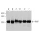 western blotting image from recommended RKIP (H-10) monoclonal antibody replacement. Image 356358